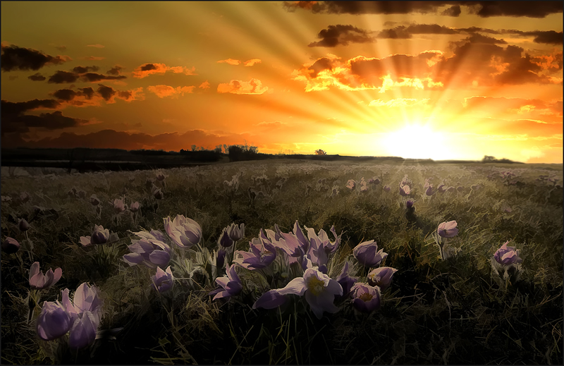 Field of Dreams by Marlene Smith